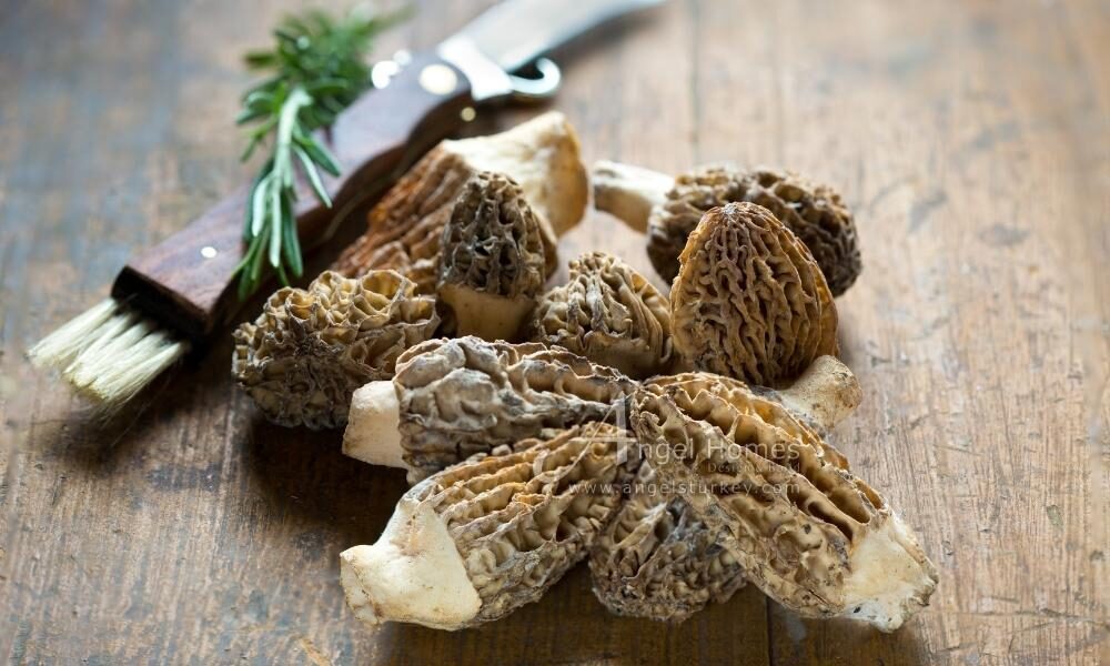 morel mushroom festival